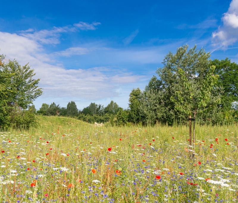 Terug naar de natuur